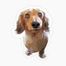 Kc registered smooth haired miniature dachshund puppies for sale. Adorable Long Haired Dachshund Baby T Shirt By Smartpooch Redbubble