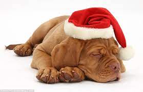 Check spelling or type a new query. Wish You Could Take A Long Winter 39 S Nap Right Into January