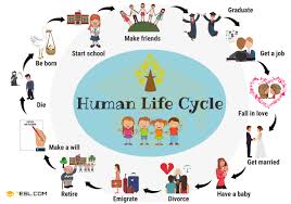 Human Life Cycle Useful Stages Of Life With Pictures 7 E S L