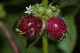 Image result for Sabicea venosa