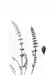 Image result for Plectranthus swynnertonii