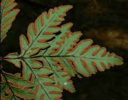 Image result for Doryopteris concolor
