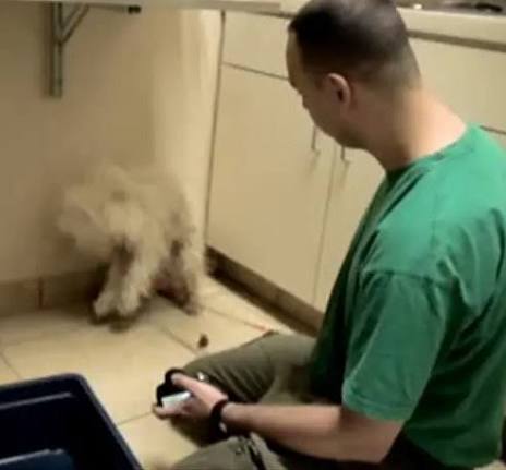 Terrified dog set to be put down: Just watch the incredible reaction when she  realizes she's saved.. See in comments 💔👇🏻