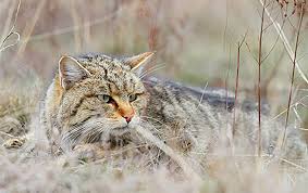 The near eastern wildcat roamed in the deserts of the middle east around 10,000 years ago. Cat Domestication Traced To Chinese Farmers 5 300 Years Ago The Source Washington University In St Louis