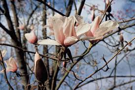 Image result for Magnolia White 1980 Amos and Sons