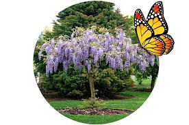 The following flowers are suitable for most hardiness zones, and they will attract scores of butterflies to your garden and yard. Which Flowering Dwarf Trees Attract Butterflies Plantingtree