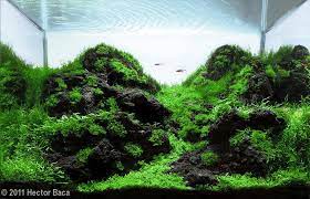 Minimalist Iwagumi Method Aquariums Album On Imgur Aquarium Landscape Planted Aquarium Aquascape