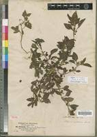 Image result for Solanum memphiticum