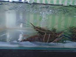 Ada banyak orang yang mancing udang galah di sungai karena ingin menyantap daging yang enak ini. 15 Ternak Udang Galah Dalam Aquarium Dengan Mudah Arenahewan Com