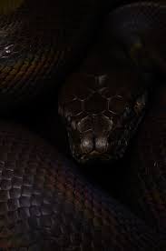 10, 2015 by admin comments off on black mamba desktop wallpaper Evil Eye By Mehelya 500px Snake Wallpaper Beautiful Snakes Black Mamba Snake