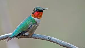 No need to register, buy now! Living On Earth Birdnote The Ruby Throated Hummingbird