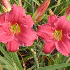 Its waxy red blooms are frost tolerant and guaranteed to brighten Perennials Hemerocallis Little Business