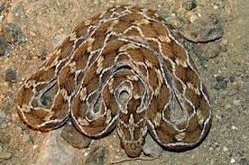 The Saw Scaled Viper Echis Carinatus Is Considered To Be One Of The Most Aggressive Snake In The World They Are From The Family Viper Snake Snake Pet Snake