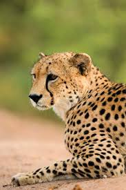 9 Best Wildlife Holidays In The World I Top Places To See Wildlife Cheetah Pictures Cheetah Photos Cute Animals