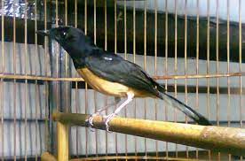 Mengenali murai batu dengan motif ekor murai batu menunjukkan asal habitat murai batu. Harga 3 Jenis Burung Murai Borneo Gacor Gambar Suara