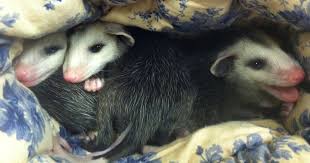 However, when threatened, the possum can attack so you need to consider this if you want to rear one as a pet. Baby Opossums Cling To Lifeless Mom Until Kind Stranger Shows Up The Dodo