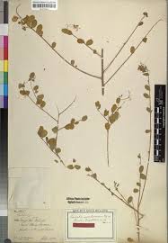 Image result for Cadaba farinosa