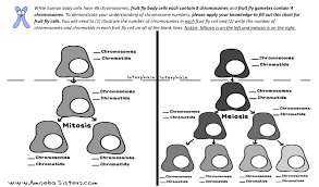 Het=heterozygoe, gives one can and one can't allele. What I Am Confused With Is The Of Chromosomes And Chegg Com