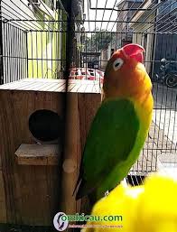 Untuk membuat lovebird konslet yang terpenting ada untulan atau pasangan, kemudian diberikan racikan pakan yang direndam dalam jamu tradisional. Racikan Jamu Lovbirt Konslet Untuk Betina 35 Terbaik Untuk Gambar Sketsa Burung Love Bird Lagi Bagaimana Cara Membuat Jamu Untuk Lovebird Maeo Mean
