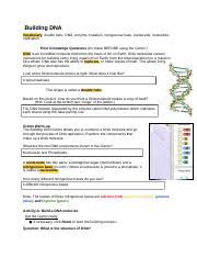 Building dna gizmo warm up answer key. Student Exploration Building Dna Answer Key Docx Student Exploration Building Dna Answer Key Download Student Exploration Building Dna Vocabulary Course Hero