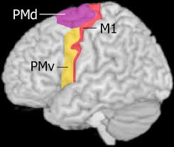 Want to discover art related to pmd? Different Roles Of Pmv And Pmd During Object Lifting Journal Of Neuroscience