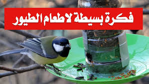فكرة بسيطة لاطعام الطيور animals