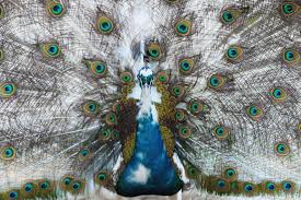 My Grandfather Raises Peacocks Here S One Of His Most Gorgeous Birds Imgur Peacock Weird Animals Pet Birds