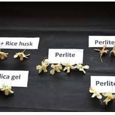 The woman was using ashes in her cat box and the cat was tracking the ashes throughout the house. Pdf Impact Factor Jcc 1 8207 Drying Technologies Of Commercial Flowers An Overview