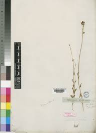 Image result for Wahlenbergia krebsii