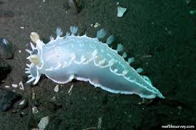 Image result for Tritonia moggii