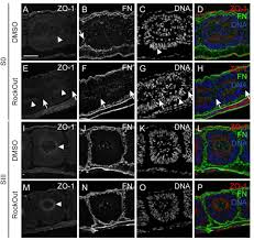 11 фраз в 7 тематиках. A Fibronectin Mechanotransduction Pathway Translates Segmentation Clock Oscillations Into Periodic Somite Formation Biorxiv