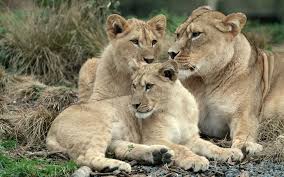 The northern lion