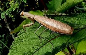 Bin Auf Stipvisite Sagte Diese Gottesanbeterin Gerade In Meinem Garten Und Zum Allerersten Mal Hier Du Darfst Ab Jetzt Au In 2020 Gottesanbeterin Garten Malen