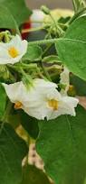 Image result for Solanum aethiopicum
