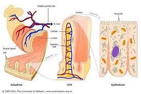 Villi In The Small Intestine Human Digestive System Intestines Intestines Anatomy
