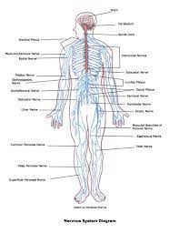 Explore The Human Nervous System Zenuwstelsel Perifeer Zenuwstelsel Centraal Zenuwstelsel