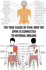 Fortunately, the body has a number of external and internal safeguards that prevent most dangerous invaders from entering and causing harm. Pin On Natural Health