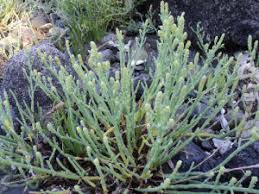 Image result for Salicornia pachystachya