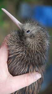 New Zealand Kiwi Bird In Hand Thinkstock Kiwi Bird Kiwi Animal Pet Birds