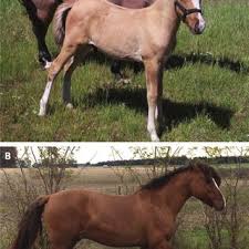 Huge collection, amazing choice, 100+ million high quality, affordable rf and rm images. Pdf A Journey Through Horse Cloning