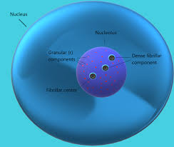 Ribosomal Dna Wikipedia Eukaryotic dna never leaves the nucleus;