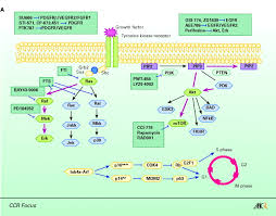 Macmillan is also here to support you. Mouse Models Of Brain Tumors And Their Applications In Preclinical Trials Clinical Cancer Research