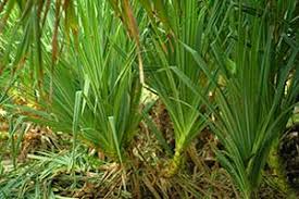 Image result for Pandanus chiliocarpus