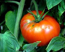 Image of Brandywine OTV tomato