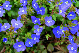 Check spelling or type a new query. Top 5 Early Spring Perennials Fairview Garden Center