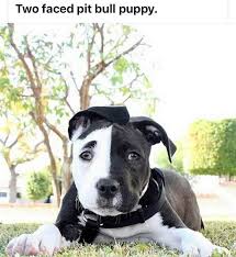 Black And White Pit Bull Terrier Pin On Everything Pitbull