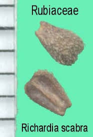 Image result for Richardia scabra