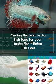 Finding The Best Betta Fish Food For Your Betta Fish Betta Fish Care In 2020 Betta Fish Betta Fish Care Fish Care
