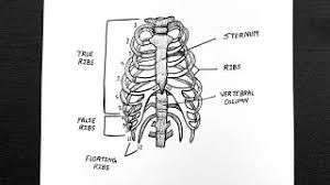 In your human body, normally you have (yes, if you can read this the rib cage is also known as the thoracic cage and is a core section of the human skeleton, provide support for neck, thorax, upper abdomen, and back. Diagram Of Rib Cage How To Draw Rib Cage Step By Step Class 11 Biology Youtube