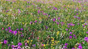 The drawback is that most perennials bloom for a shorter period than do annual flowers. Top Perennial Plants For Wildflower Meadows